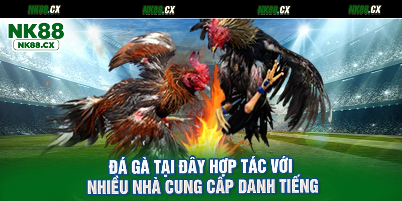 Đá gà tại đây hợp tác với nhiều nhà cung cấp danh tiếng
