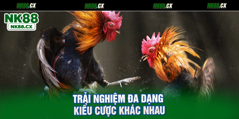 Trải nghiệm đa dạng kiểu cược khác nhau