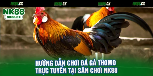 Hướng Dẫn Chơi Đá Gà Thomo Trực Tuyến Tại Sân Chơi NK88