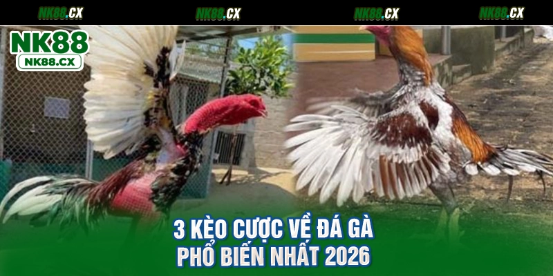 3 kèo cược về đá gà phổ biến nhất 2026