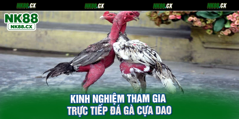 Kinh nghiệm tham gia trực tiếp đá gà cựa dao