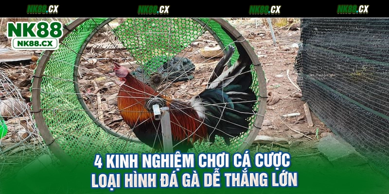 4 kinh nghiệm chơi cá cược loại hình đá gà dễ thắng lớn