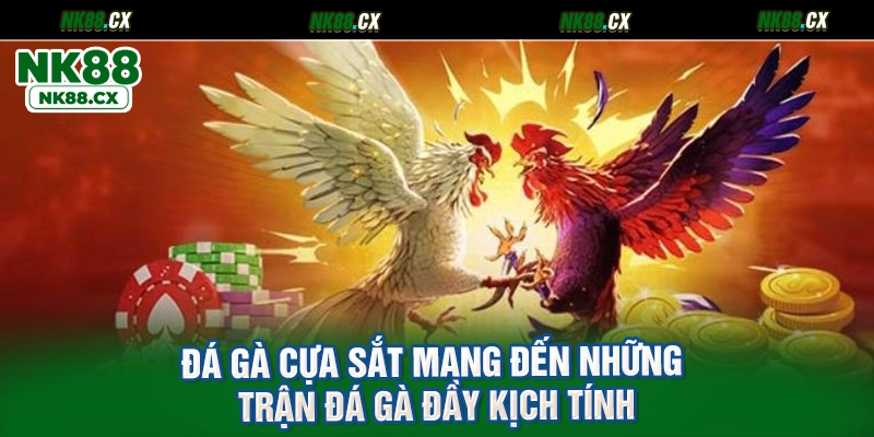 Đá gà cựa sắt mang đến những trận đá gà đầy kịch tính